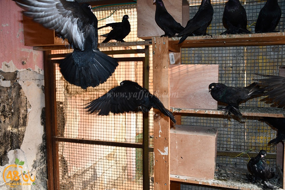 zohdi 3ashoor (81).jpeg